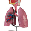 Respiratory System, 1/2 Life-Size