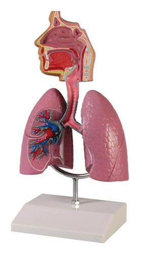Respiratory System, 1/2 Life-Size