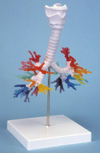 Bronchial Tree with Larynx
