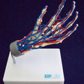 Vascular Hand