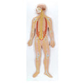 Nervous System 1/2 Size