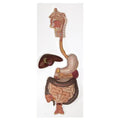 Digestive System