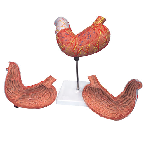 Stomach Model