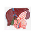 Liver, Pancreas & Duodenum