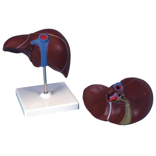 Liver