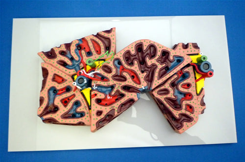 Liver Lobule