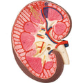 Kidney Section