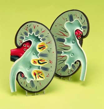 Kidney Model