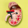 Kidney Life Size