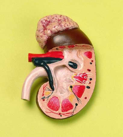 Kidney Life Size