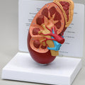 Kidney & Adrenal Section - Budget Model