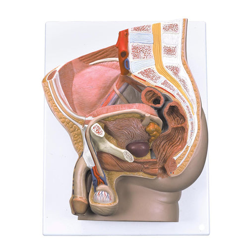 Male Pelvis Section