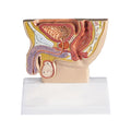 Basic Male Pelvis Section