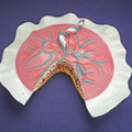 Placental Circulation