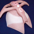 Pelvic Floor To Fit Pelvis Mod