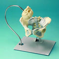 Pelvis And Foetal Skull