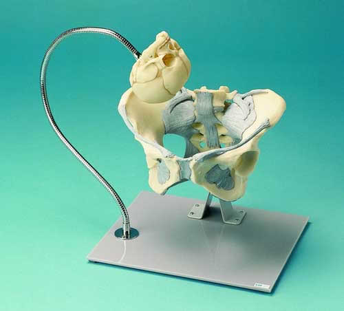 Pelvis And Foetal Skull