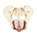 Dorey Male Pelvis & Pelvic Floor