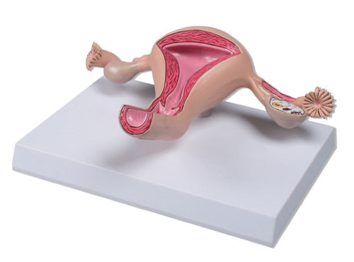 Uterus Model