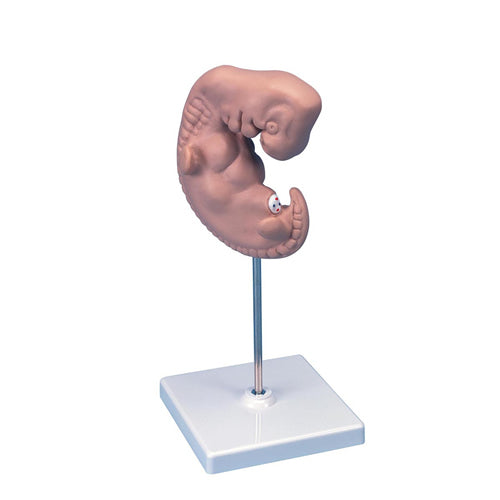 Human Embryo