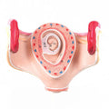 Embryo 1st Month