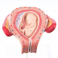 Embryo In Uterus 3rd Month