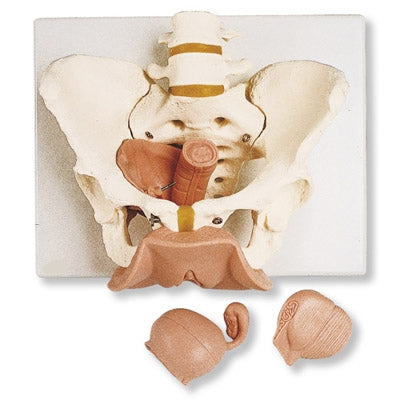 Female Pelvis Skel & Genitalia